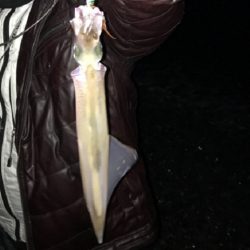 ヤリイカ襲来！